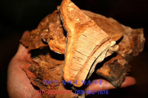 지리산 야생 말굽버섯(자작나무1000g이상)건조