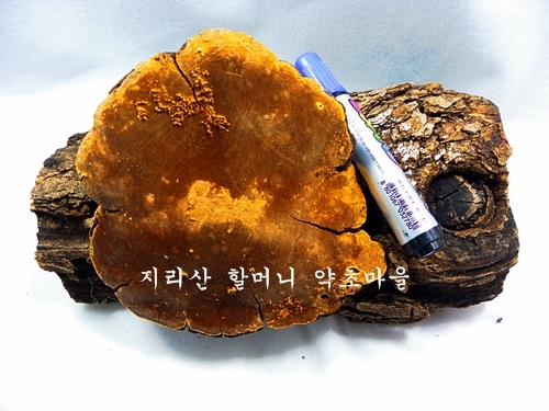 지리산 야생 상황버섯(뽕나무 채취당시 버섯무게220g)
