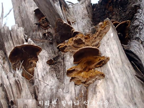 지리산 야생 상황버섯(황철편200g)건조
