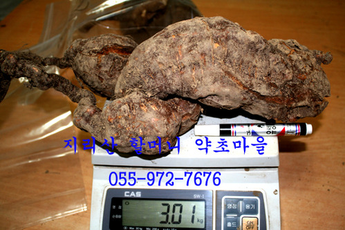 지리산 야생 적하수오(원줄두덩이3.01kg)