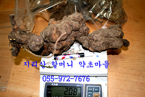 지리산 야생 적하수오(한덩이2.08kg)生