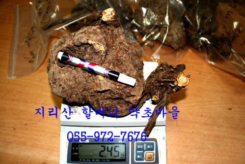 지리산 야생 적하수오(구멍있는 한덩이2.45kg)生