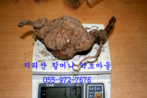 지리산 야생 적하수오(한덩이1.17kg)生