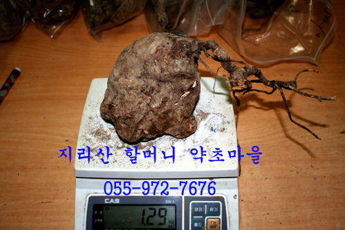 지리산 야생 적하수오(한덩이1.29kg)生