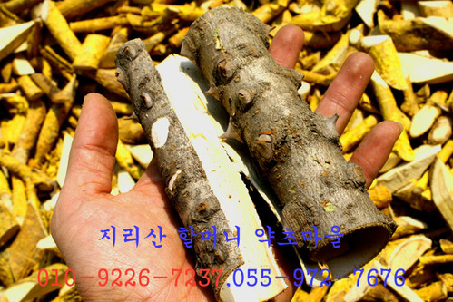 지리산 야생 엄나무껍질(해동피500g이상)건조