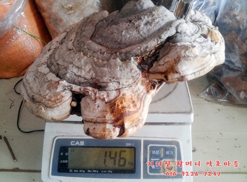 지리산 야생 말굽버섯[버섯무게1.46kg]건조 
