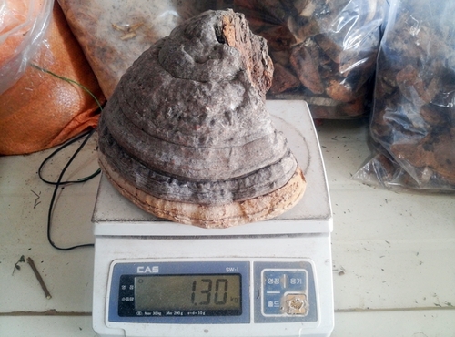 지리산 야생 말굽버섯[버섯무게1.30kg]건조 
