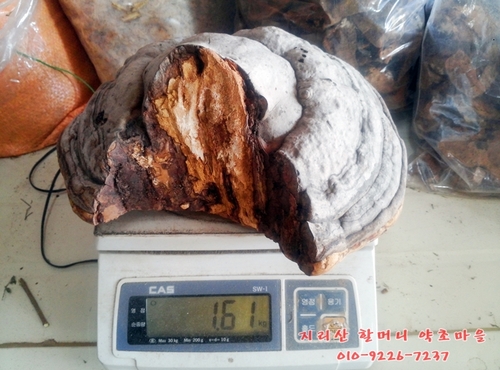 지리산 야생 말굽버섯[버섯무게1.61kg]건조 