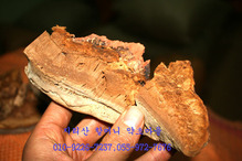 지리산 야생 말굽버섯(자작나무200g)건조