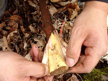 지리산 야생 느릅나무 뿌리껍질(유근피500g)건조