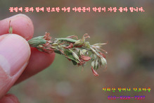 지리산 야생 햇야관문(비수리1kg이상건조)꽃필때 채취
