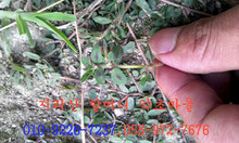 지리산 야생 애기 비단풀(비단초,애기땅빈대200g)건조