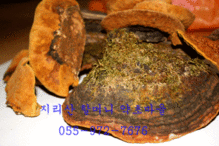 지리산 야생 상황버섯(황철갓200g)건조