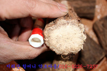 야생 소나무 담쟁이넝쿨(송담 담금주용1000g)건조