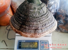 지리산 야생 말굽버섯[버섯무게2.79kg]건조