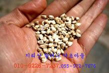 지리산 토종 홍화씨(500g)